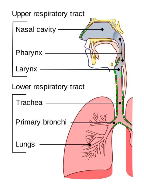 Respiratory System – Human Biology