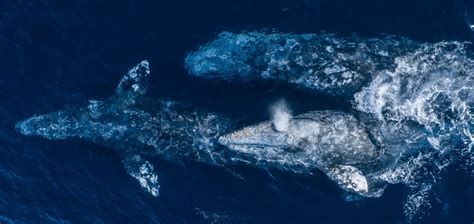 Meet the Gray Whale - Santa Barbara Channel Whale Heritage