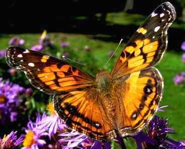 American Lady ~ Butterfly of The Earth