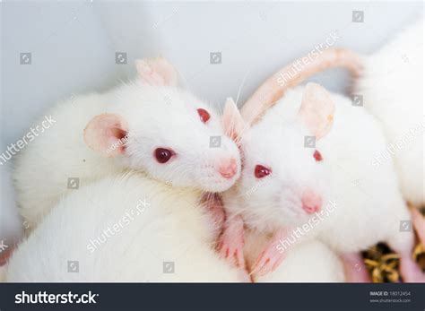 White Rats Lab Ready Experiments Stock Photo 18012454 Shutterstock