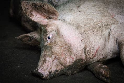 Slaughterhouse worker jailed for horrifying acts of animal cruelty ...