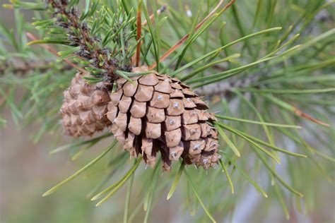 Lodgepole Pine Pinus Contorta Botanical Realm