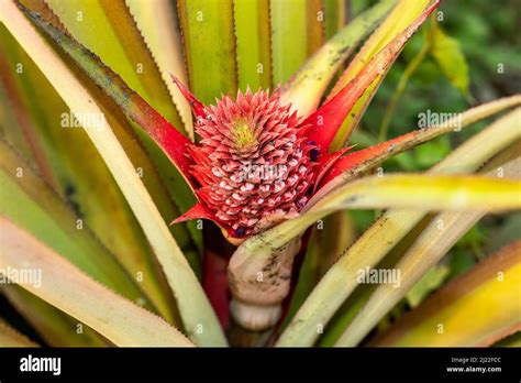 Tropische Frucht Ananas Fotos Und Bildmaterial In Hoher Auflösung Alamy