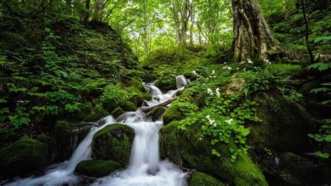 Why Conserving Forest Biodiversity is Important - Forrest Synergi