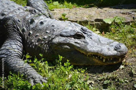 An alligator is a crocodilian in the genus Alligator of the family ...