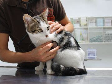 Nachrichten des Tierschutzvereins für den Kreis Heinsberg e V