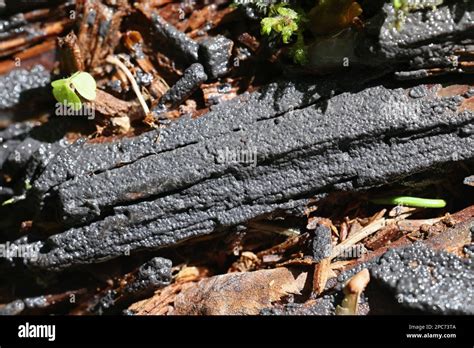 Cribraria Argillacea A Slime Mold From Finland No Common English Name