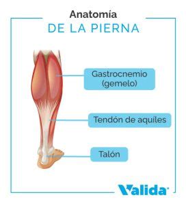 Dolor En Los Gemelos Causas Prevenci N Y Soluciones Efectivas