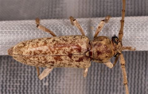 Maryland Biodiversity Project Red Oak Borer Enaphalodes Rufulus