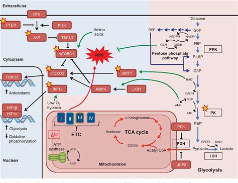 Ros Signaling Pathway