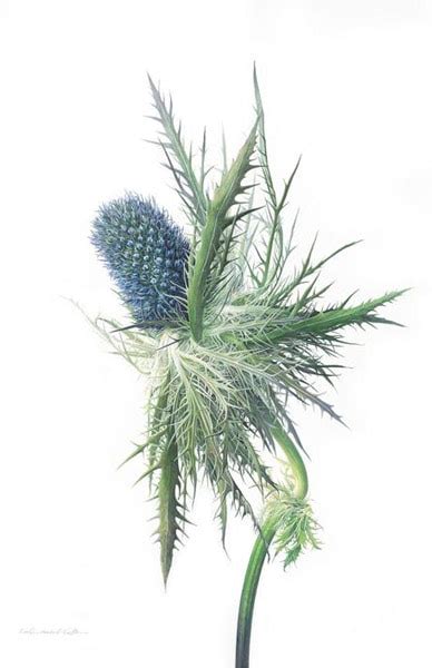 Botanical Art And Artists News About Botanical Art And For Botanical