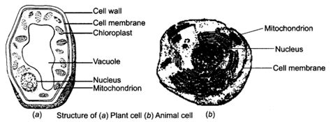 CLASS 8TH CHAPTER 8 CELL STRUCTURE AND FUNCTIONS NCERT SOLUTION