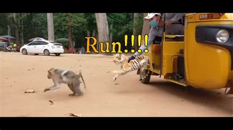 Funniest Monkey Videos Ever Laugh Till You Cry The Funniest Monkey