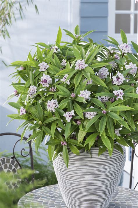 Daphne Perfume Princess™ | Why This Is The Most Fragrant Shrub