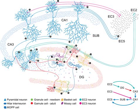 Anatomy Of Hippocampal Circuit Into Which New Neurons Integrate