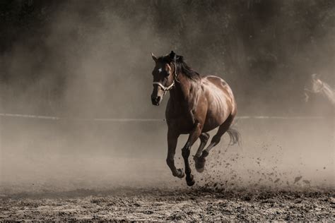 Mustang, Horseriding, Activities, Travel and Tourism in Belarus ...