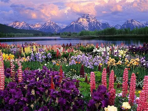 Iris Mountain Lake Flower Lupine HD Wallpaper Peakpx