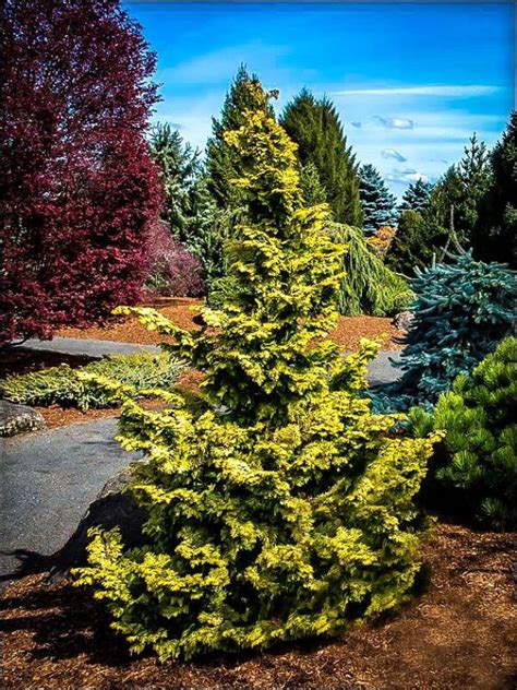 Buy Confucius Hinoki Cypress Trees Chamaecyparis Obtusa Confucius