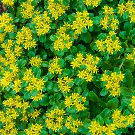 Gardens Alive Oz Golden Creeping Sedum In Pot At Lowes