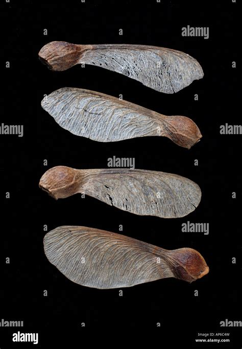 Sycamore seeds hi-res stock photography and images - Alamy