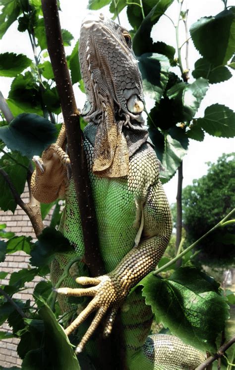 Iguana Habitat – Cage/Enclosure Setup - Reptile Care