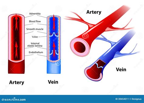 Arteria Y Vena Vector Imagen De Archivo Imagen 30654011