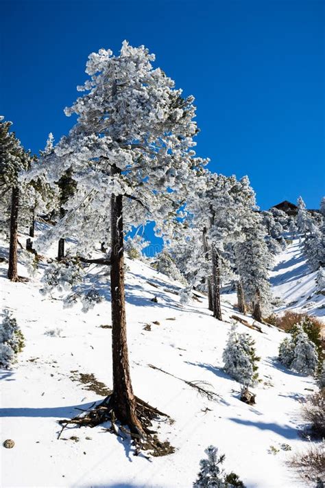 Pine Trees Covered In Frozen Snow On A Sunny But Cold Day Mount San