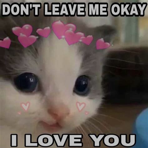 Do you love me?😻 | Boy best friend pictures, Love you meme, Cute memes