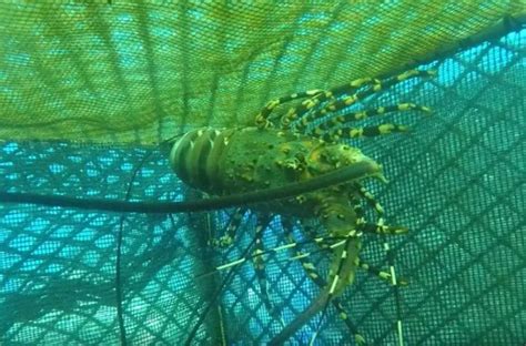 Kkp Lepasliarkan Benih Lobster Di Kawasan Perairan Batam Suara Surabaya