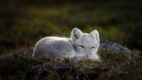 Cute Baby Arctic Fox Sleeping