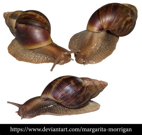 Achatina snails by margarita-morrigan on DeviantArt