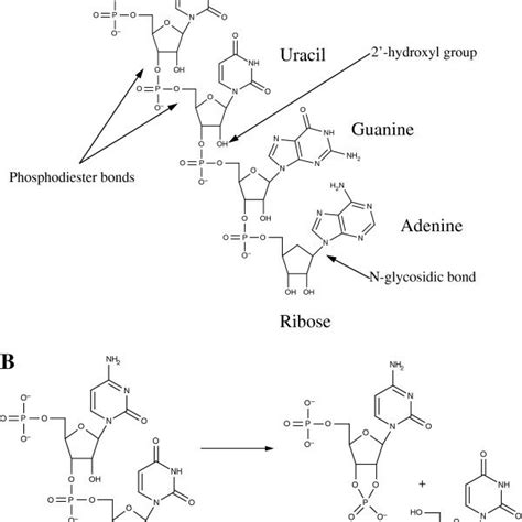 Structure Of Rna And Process Of Hydrolysis A Chemical Structure Of