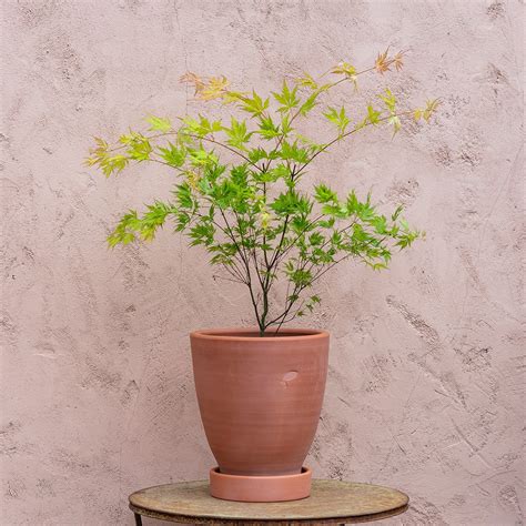 Buy Acer Palmatum Orange Dream And Terracotta Pot