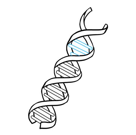 Cách Vẽ Dna Vẽ Vn