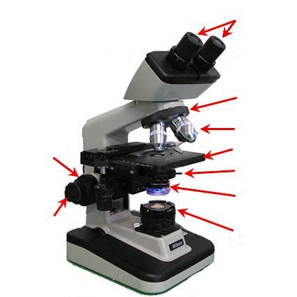 Microbiology Lab Practical 1 Review Flashcards Quizlet