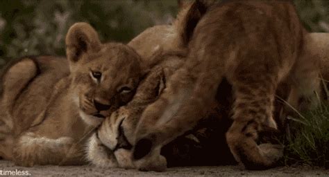 Lion Cub GIFs - Find & Share on GIPHY