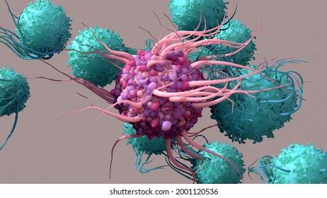 Dendritic Cell Royalty Free Images Stock Photos Pictures Shutterstock