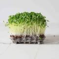 BIO Broccoli, Raab Microgreens Seeds ︎ MP SEEDS