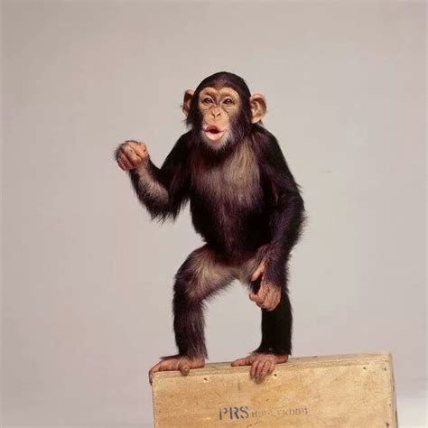 Monkey on a box | Monkey, Animals wild, Animals