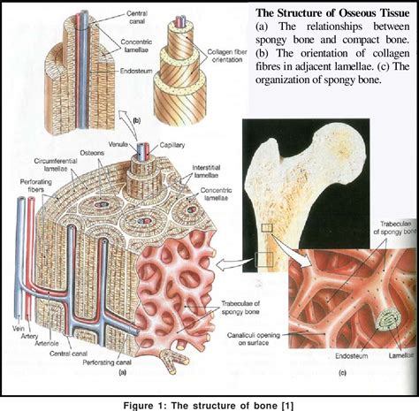 Figure From Collagen Hydroxyapatite Composite And Its Repair