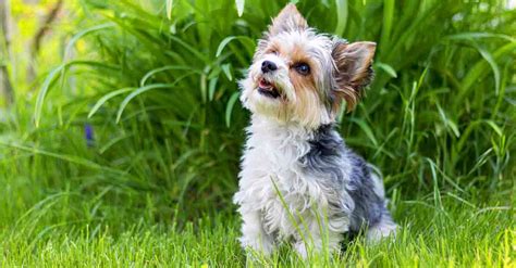 Biewer Yorkshire Terrier Charakter Pflege Und Haltung