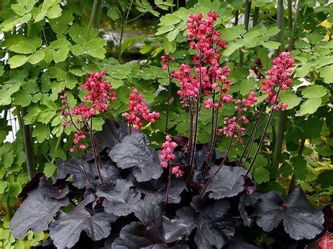 Black Forest Cake Heuchera - Coral Bells - 4" Pot - Shade Lover