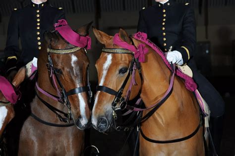 Cadre Noir De Saumur Visite D S Spectacle Et Gala Anjou Tourisme