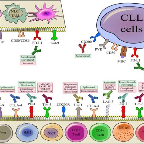 Immune Checkpoint Blocking Monoclonal Antibodies In Preclinical And