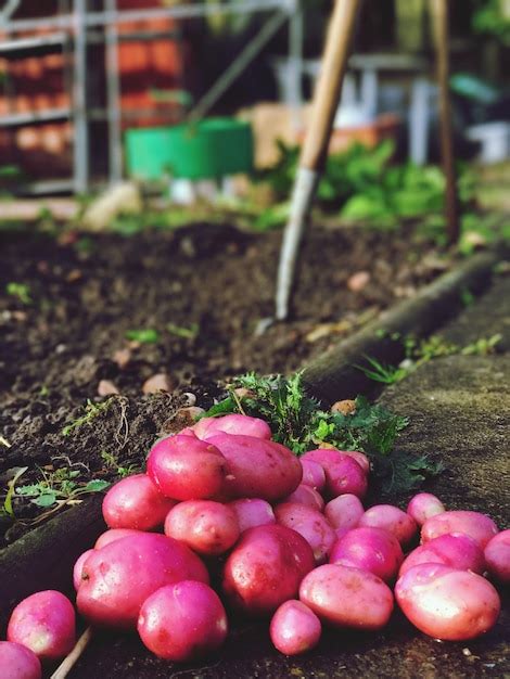 Premium Photo Close Up Of Fresh Vegetables