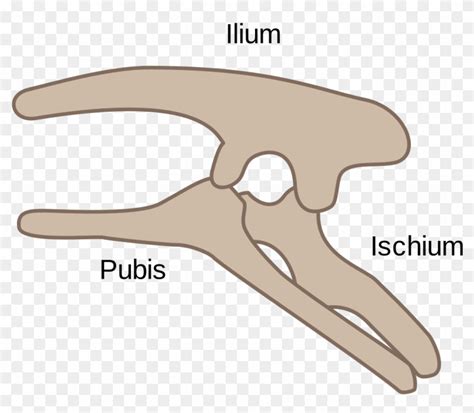 1245px-ornithischia Pelvis Structure - Ornithischian Pelvis, HD Png Download - 1245x1024 ...