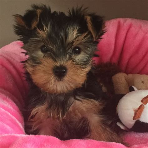 Jorkie A Jack Russell Cross Yorkshire Terrier Breed Ukpets