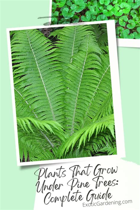 Plants That Grow Under Pine Trees Complete Guide Exotic Gardening