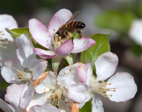 Home Apple Tree Care And Spray Guide For Beginners Tuttle Orchards