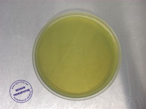 Intray Listeria Prepared Culture Media For Listeria